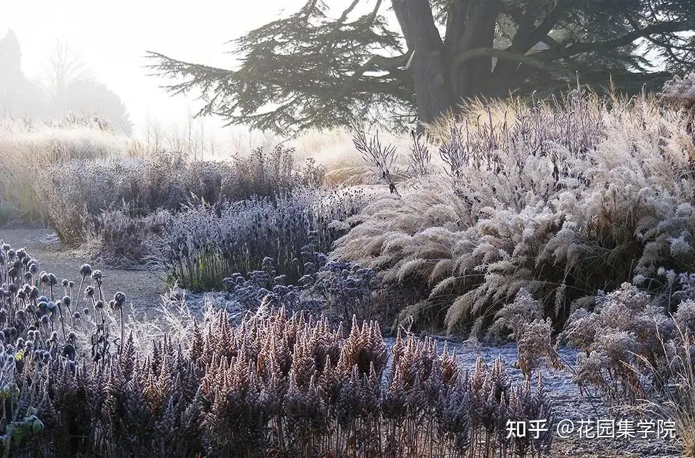 春暖花开，如何玩转姿态优美的观赏草？看这里~ - 知乎