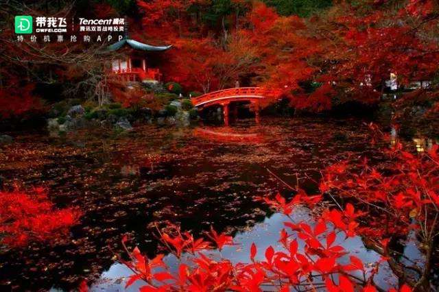 17日本最全赏枫攻略 9月北海道枫叶已经变红 知乎