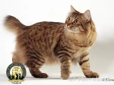 二,美国短尾猫 american bobtail