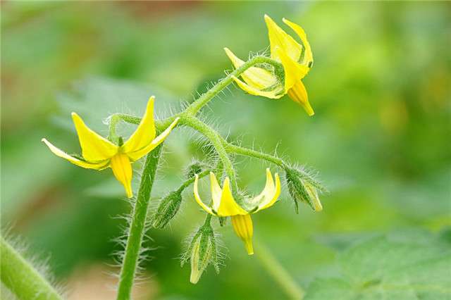 种花不如种菜 10种常见蔬菜花 你见过几种 太美了 知乎