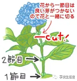 绣球花的养护教程 好全面 知乎