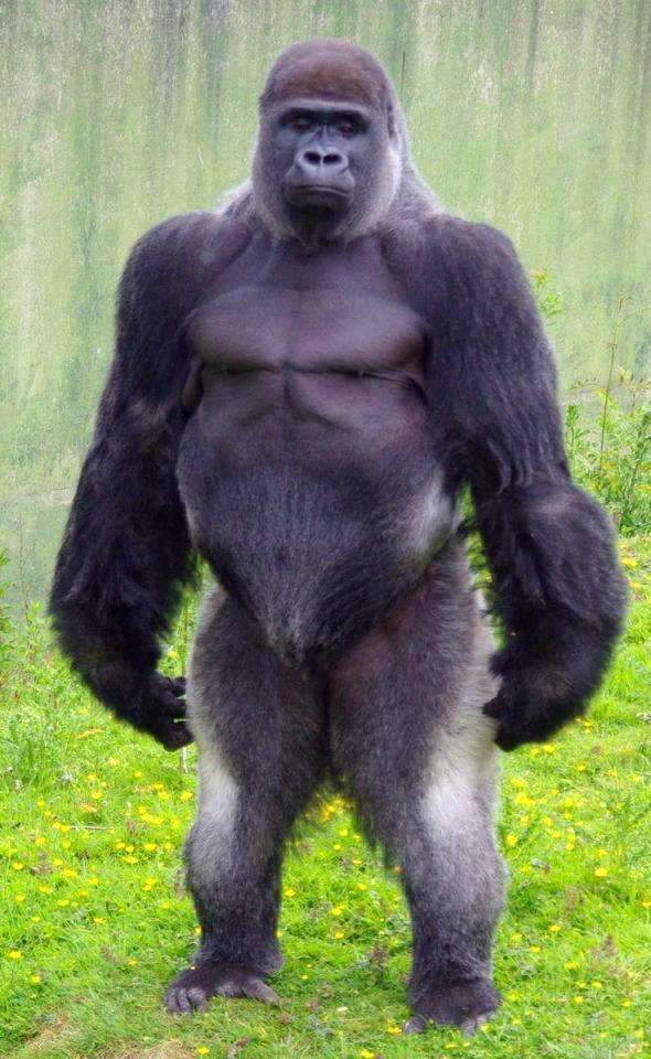 银背大猩猩的战斗力有多强