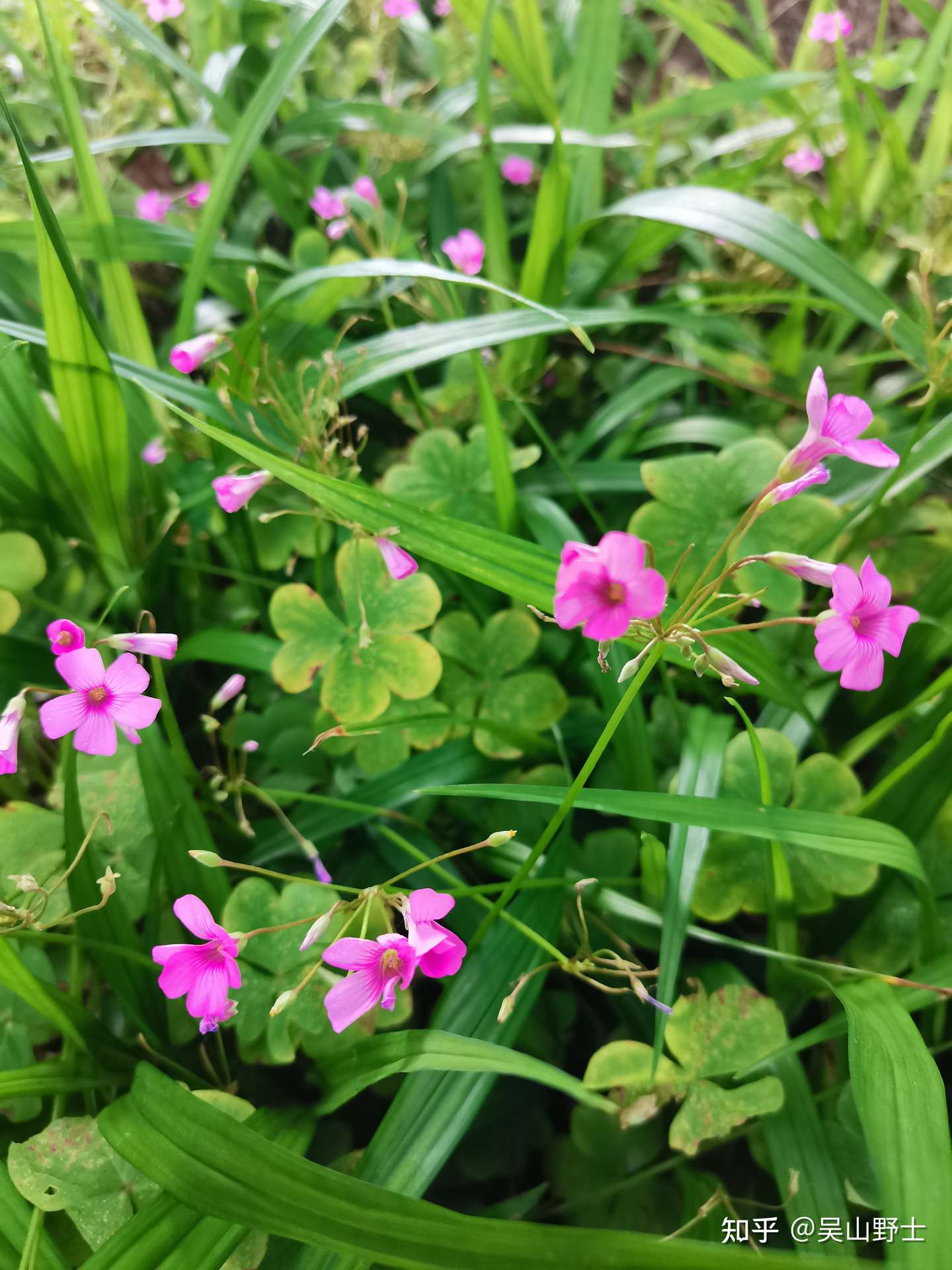 七绝 红花酢浆草 平水韵 知乎