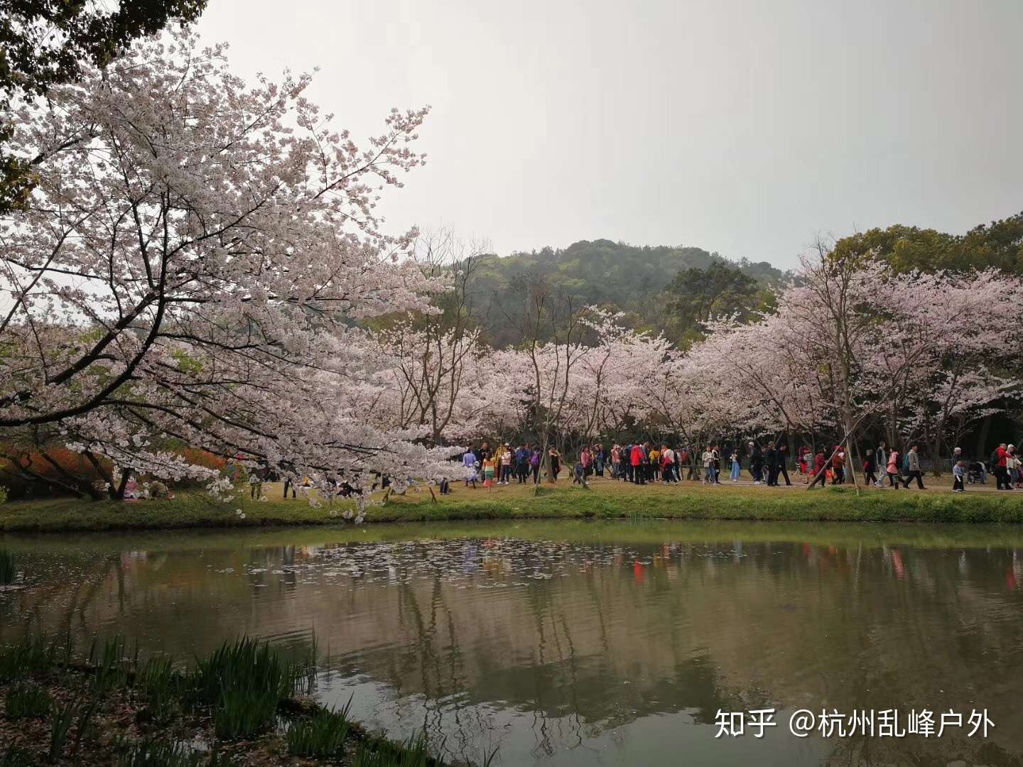 江南绝美春天花事 无锡樱花与兴化油菜花海相遇记 知乎 江南绝美春天花事 无锡樱花与兴化油菜花海相遇记 知乎