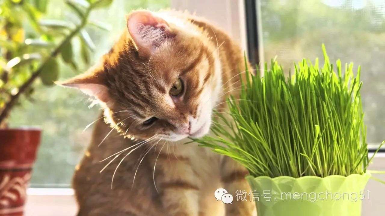 对猫咪有毒的植物有哪些 知乎