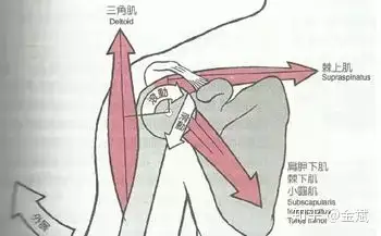 尤其是岡上肌作為啟動肌起著至關重要的作用,這樣避免三角肌外展肱骨