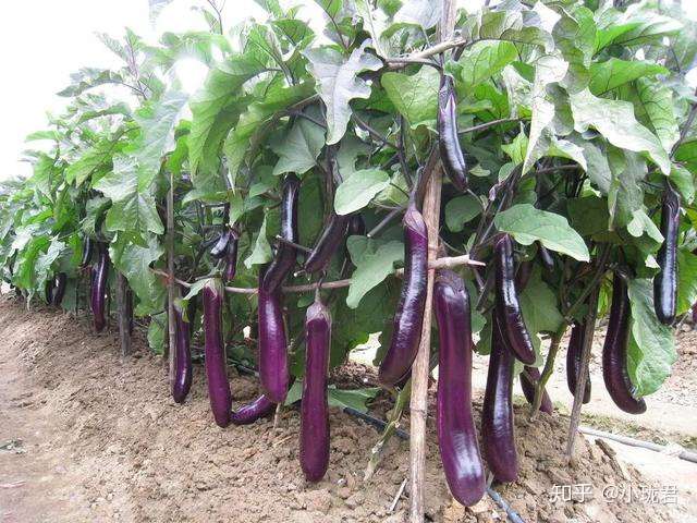 茄子做得好 比肉好吃多了 知乎