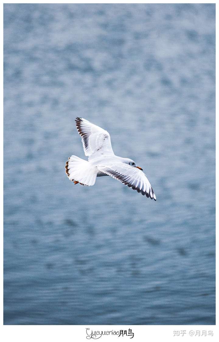 喜欢摄影,第一次用长焦拍摄,希望能评价一下我拍的照片?