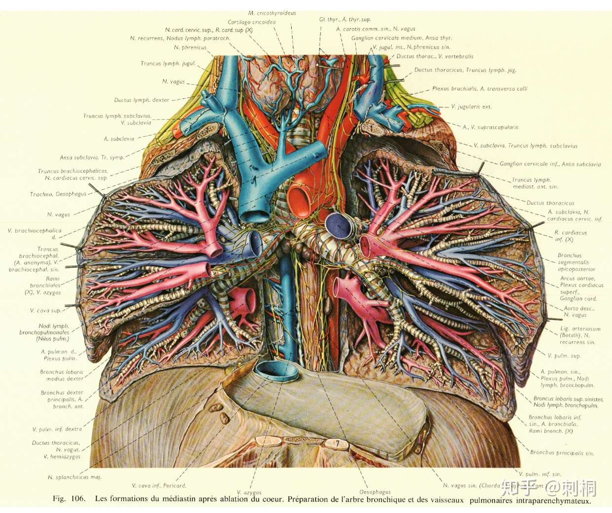 欧美经典 人体解剖图谱 概览 知乎