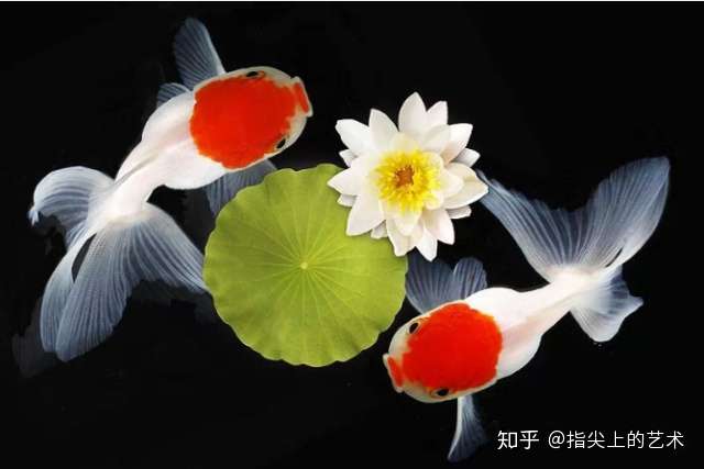 金鱼大观 太全了 养眼又养心 太漂亮了 知乎
