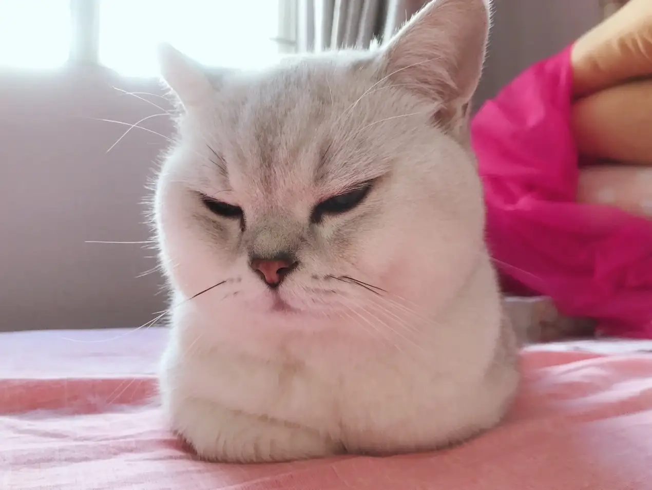 宠物饮水机都是智商税 我跟猫主子一起测试了 结果如下 知乎 宠物饮水机都是智商税 我跟猫主子一起测试了 结果如下 知乎
