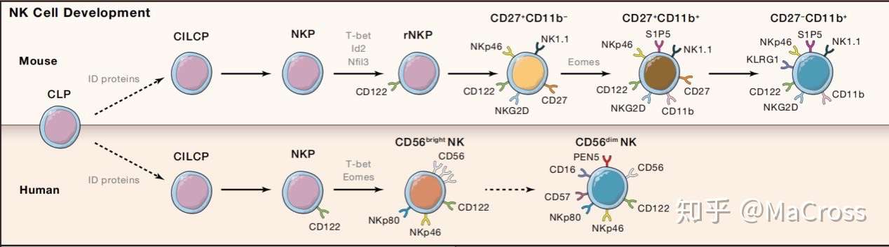 Nk细胞图解 Snapshot Nnatural Killer Cells 知乎
