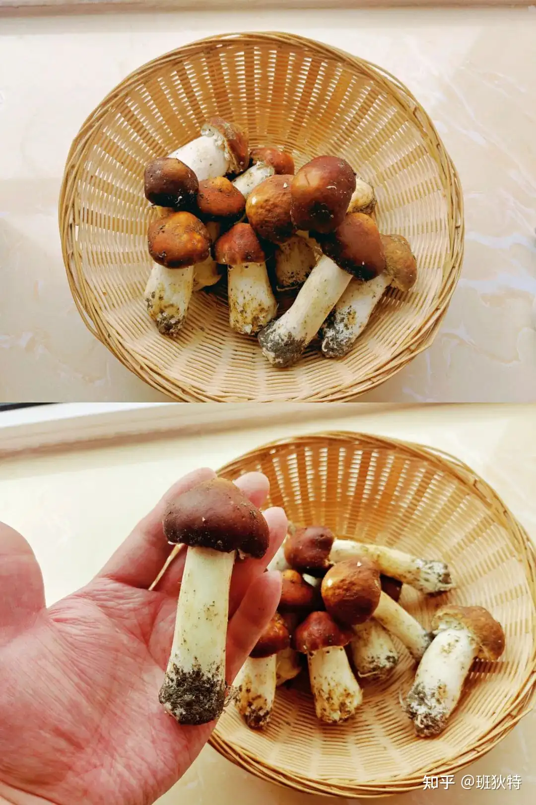 松茸太贵吃不到 那就吃赤松茸吧 知乎 松茸太贵吃不到 那就吃赤松茸吧 知乎