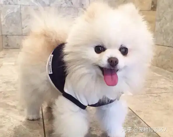 为什么各人都爱养博美犬？那6个好处，看了不选都不可！（养博美犬的坏处）