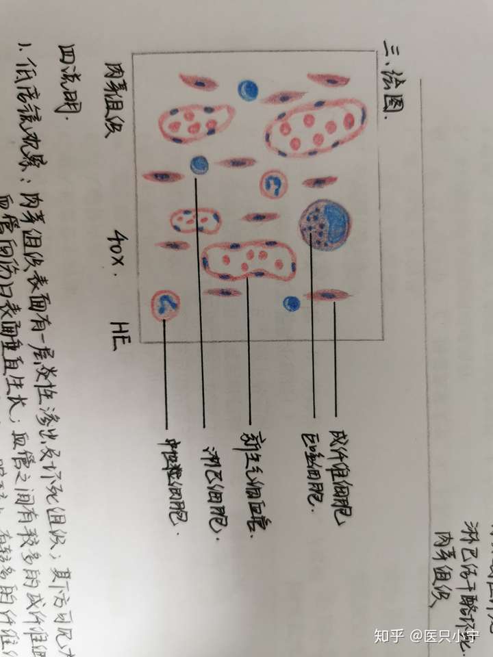 原始红细胞红蓝铅笔图图片