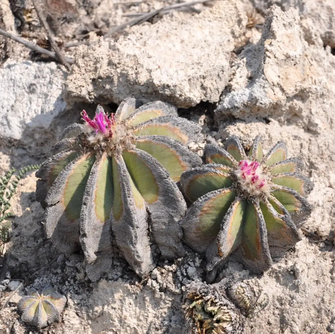 サボテン Aztekium valdezii 紅籠 山木 - 植物/観葉植物