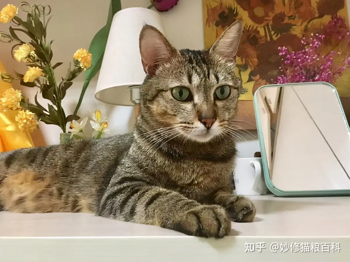狸花猫寿命有多长 有这7个表现 说明已经老了 知乎