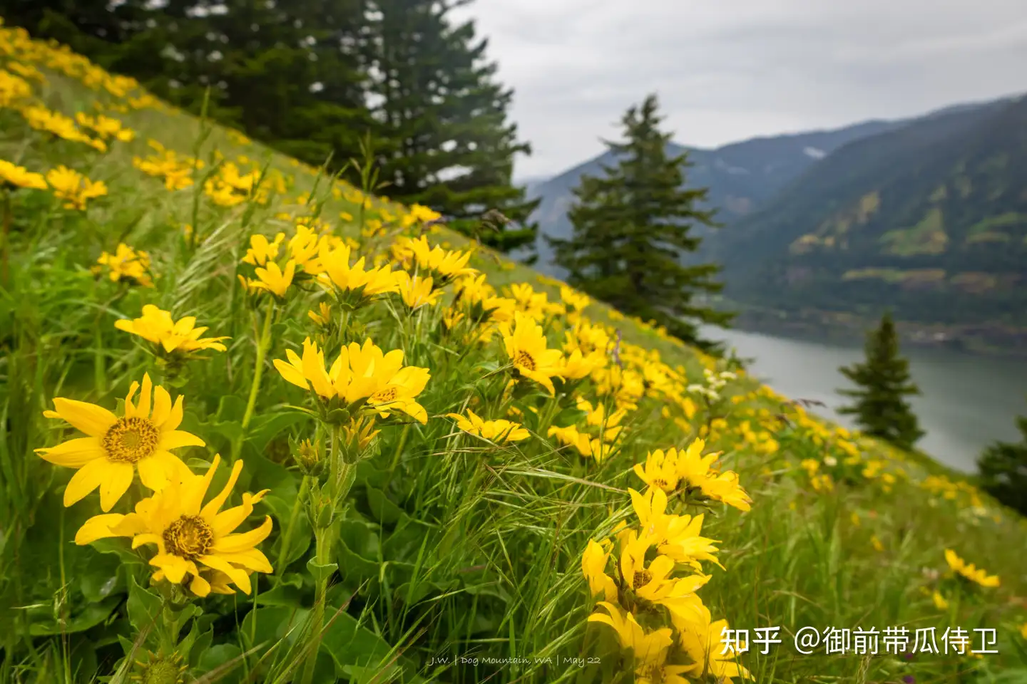 游牧在太平洋岸| Dog Mountain: 春天就在狗山的大雨里- 知乎