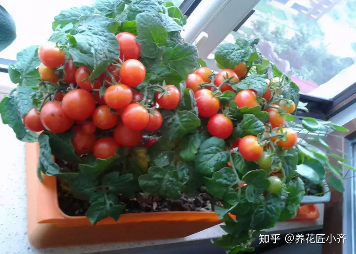 家里有阳台可以种这5种盆栽蔬菜，成熟快结果多，一两个月就能吃（阳台上适合种些什么蔬菜水果）