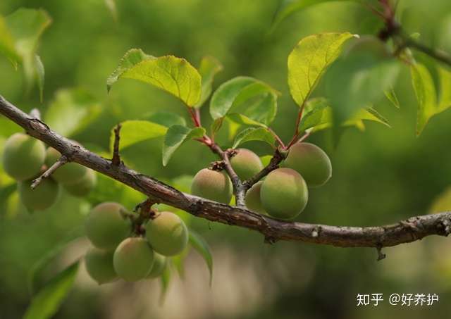 愿得一庭院 只种果树 一年四季各不同 知乎