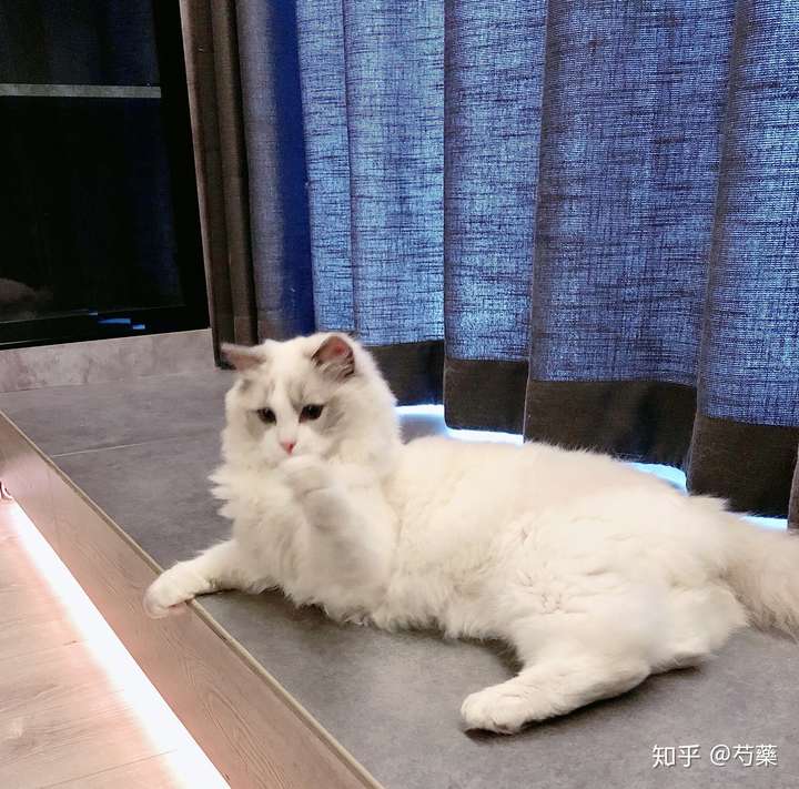 请问我刚买的这只五个月重点色布偶品相如何