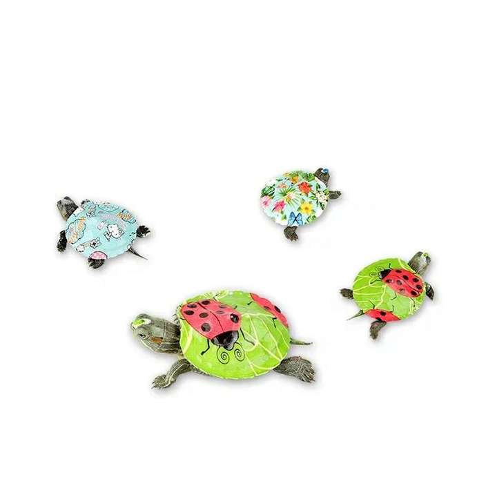 我的视界彩绘小乌龟的疼喜爱别错爱