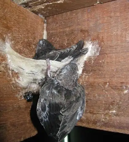 燕窝的起源金丝燕从悬崖筑巢到燕屋筑巢现在的真的安全天然吗