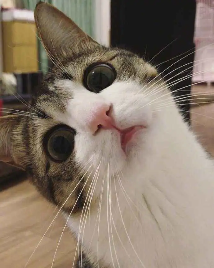 为啥说狸花猫千万不能养?说了你别不信 为啥说狸花猫千万不能养?说了你别不信