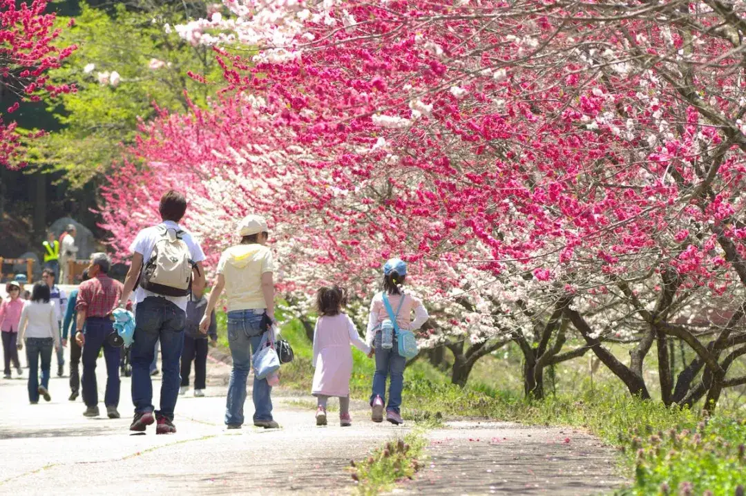 要有多浪漫 才能成为日本最适合求婚的地方 知乎