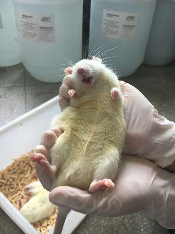 鼠爹的蜜汁微笑.一打麻药它舌头就往外伸.