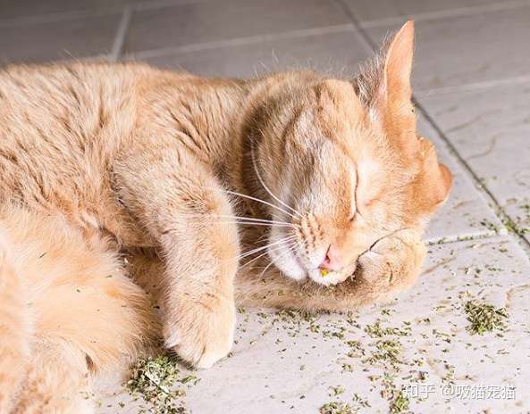 猫咪为什么喜欢猫薄荷 知乎