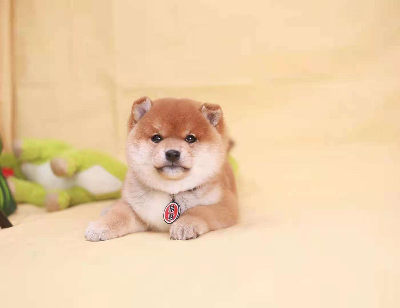 柴犬一共有多少种 价格都不一样吗 知乎