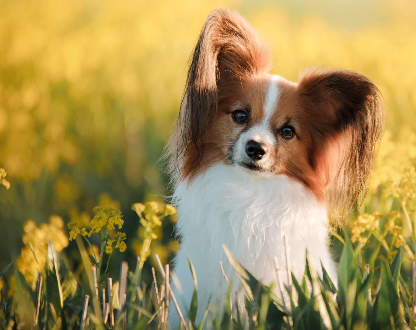 如何预防狗狗脱水 知乎