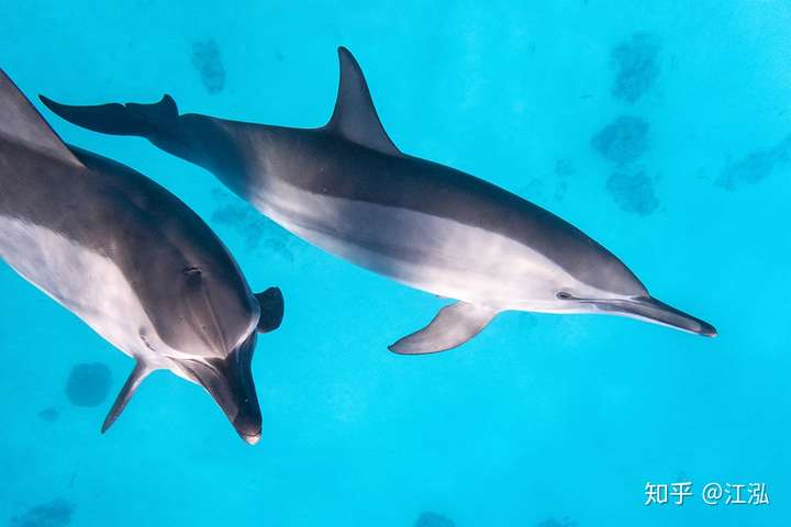 海豚的陆上祖先大概长什么样子? - 知乎