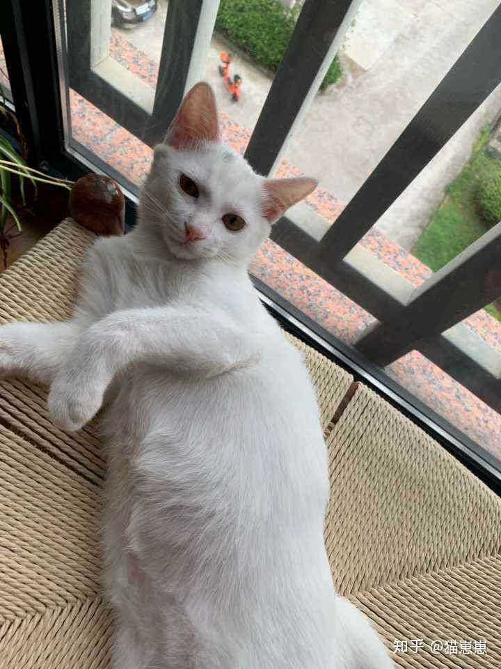 纯白英短跟普通白猫的区别到底在哪里?