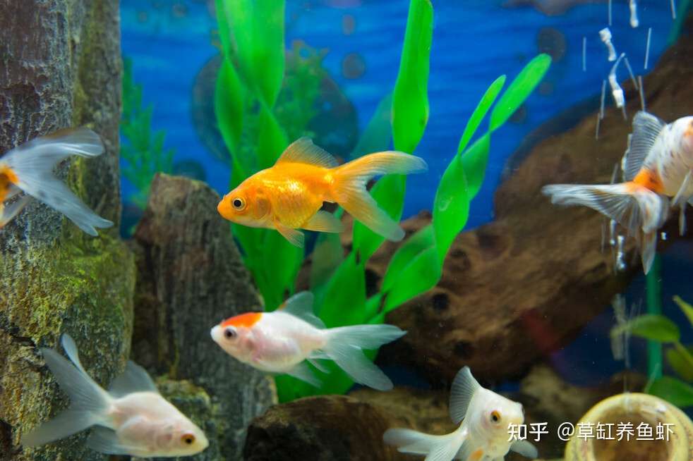 你以为金鱼真的好养吗 你真的会养金鱼吗 其实金鱼不好养 知乎