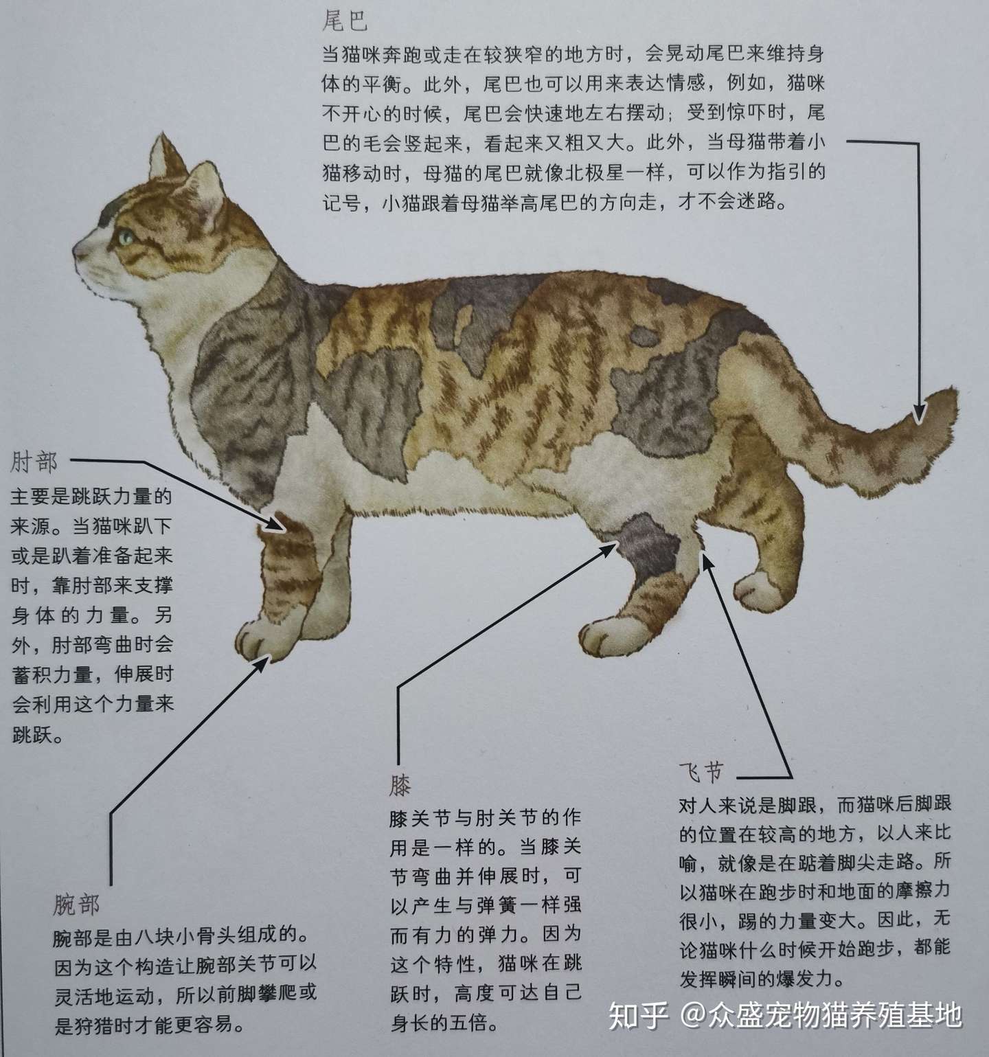 猫的身体构造 知乎