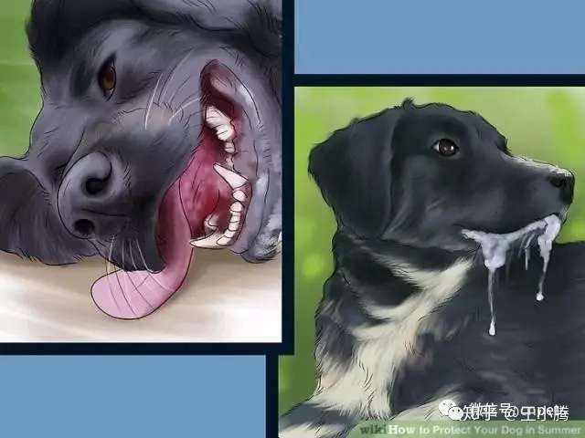 关于犬猫脱水丨如何判断 哪些原因 有什么危害 知乎