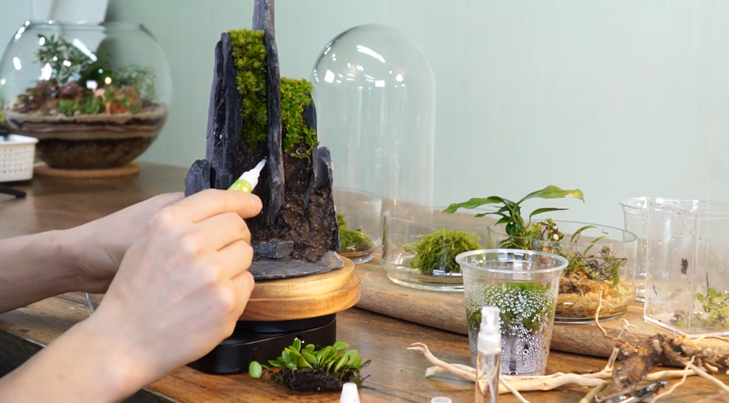 生态微景观 巧用玻璃防尘罩 知乎