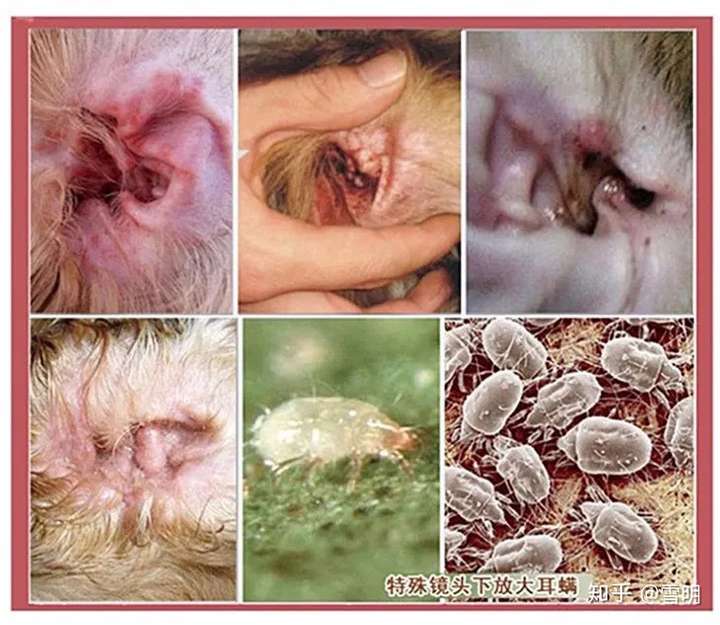 巧治狗狗耳螨告别反反复复干货满满