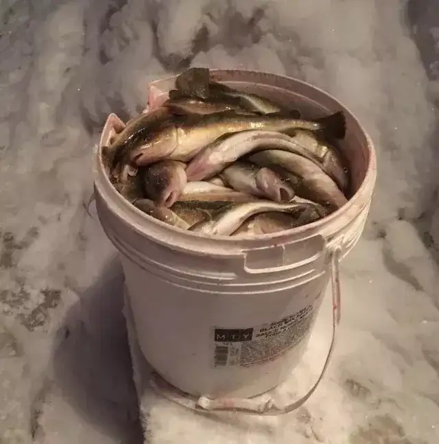 加拿大冬季冰钓，新手小白大战鲈鱼，靠实力还是运气？ 