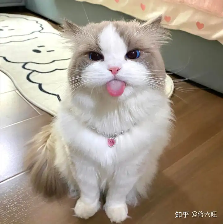7年养猫人想说点什么 - 知乎