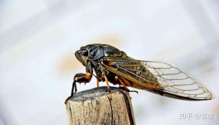知了. 高蝉多远韵,茂树有余音.