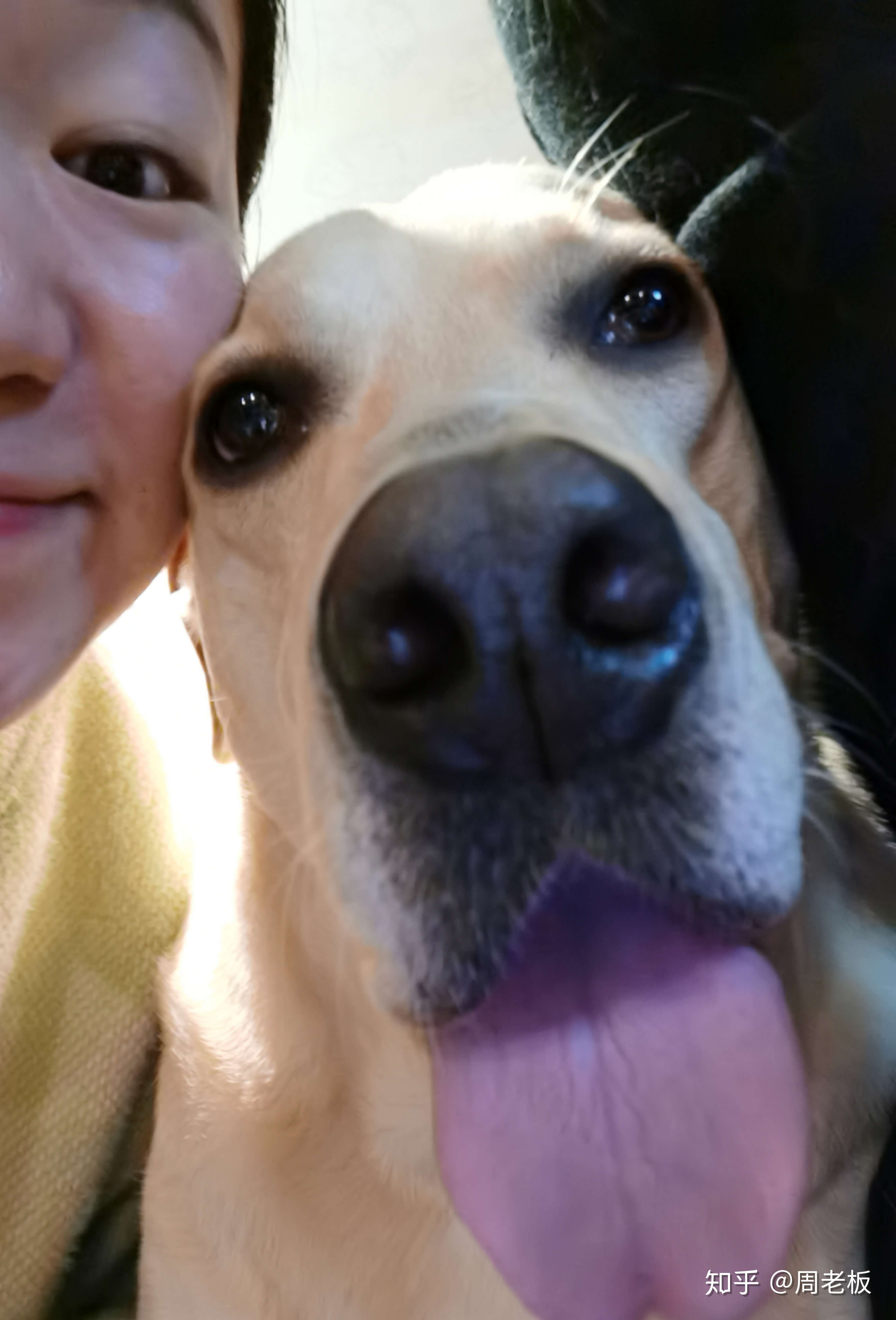 周老板大宝啊 的想法: 哈哈哈晚上下班回家撸撸狗子 - 知乎