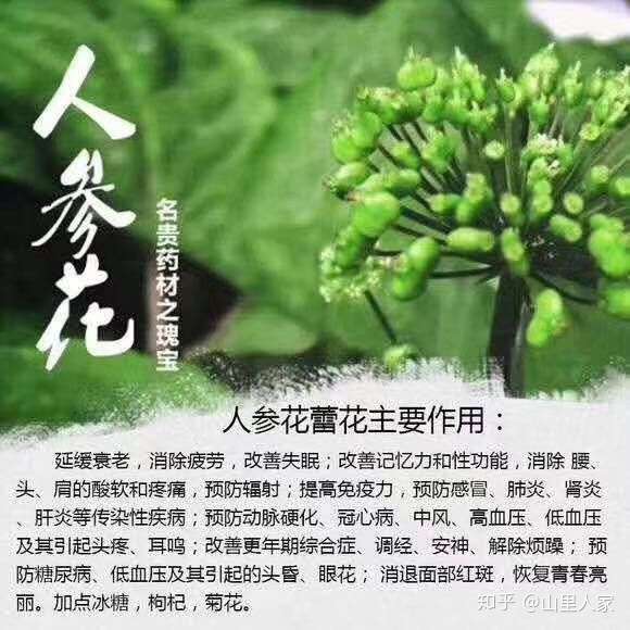 人参花的大用处明目 去火 知乎