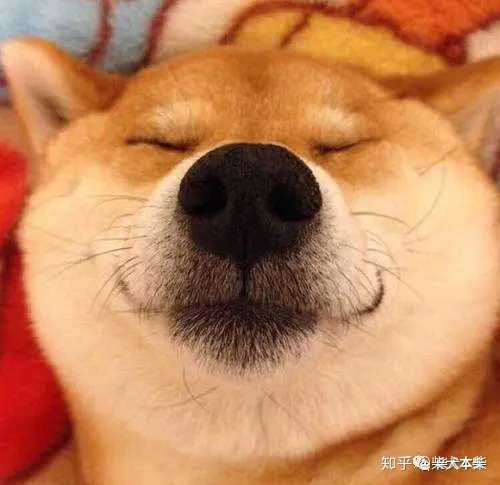 柴君带你了解柴犬 知乎