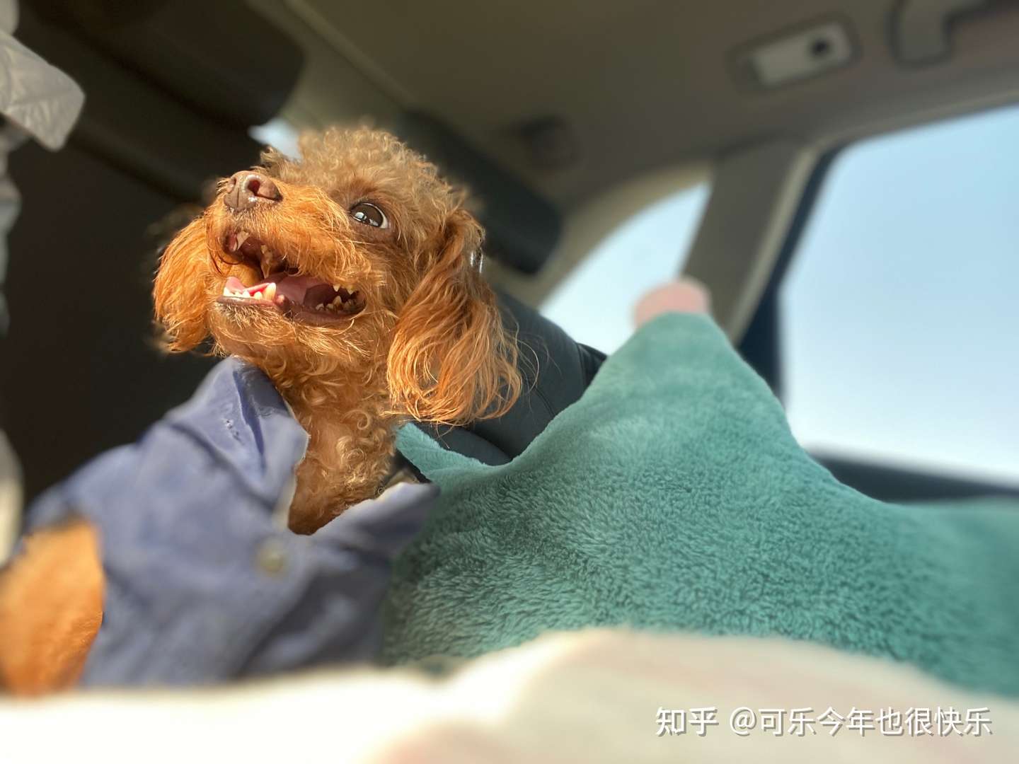 猫狗失明眼角膜脱落可以治疗 知乎