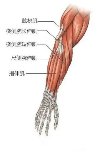 筋骨训练十二条大筋图片