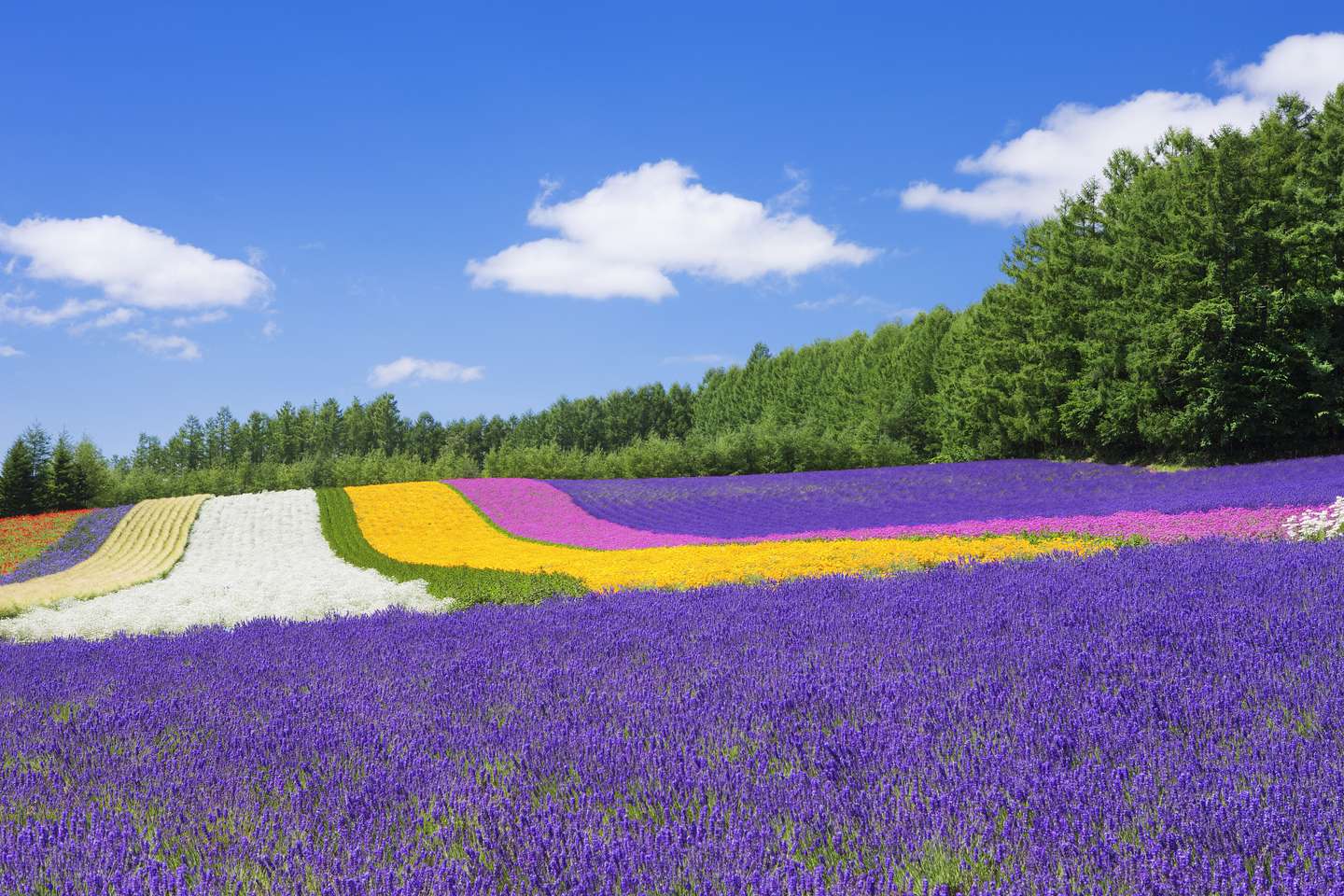 花见の盛夏 北海道夏日人气旅行地 知乎