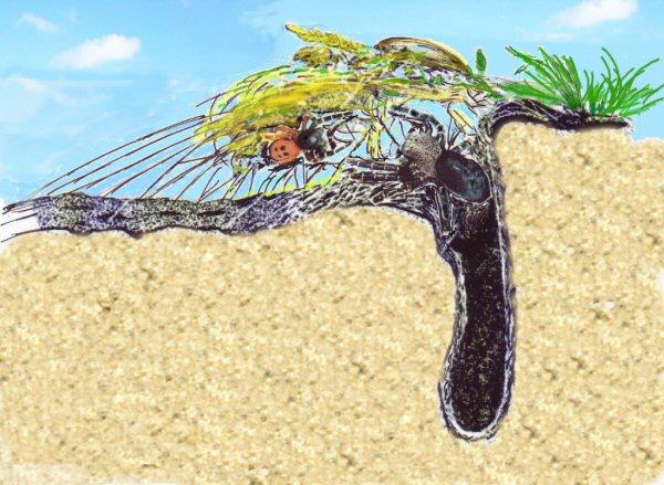 胡了!(蜘蛛目 隆头蛛科:eresidae)